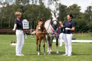 PSB Fohlenchampionat Sieger 16