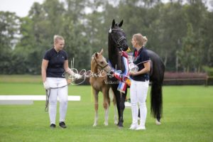 PSB Fohlenchampionat Sieger 18