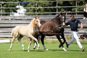 PSB Fohlenchampionat Sieger 20