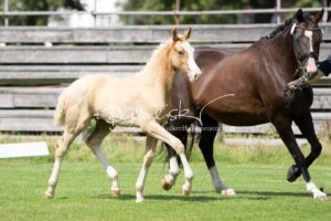 PSB Fohlenchampionat Sieger 21