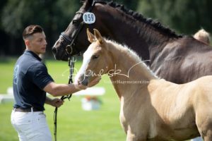 PSB Fohlenchampionat Sieger 22