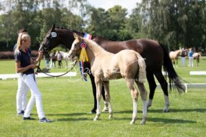 PSB Fohlenchampionat Sieger 23