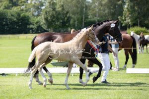 PSB Fohlenchampionat Sieger 24