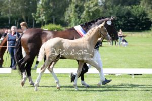 PSB Fohlenchampionat Sieger 25