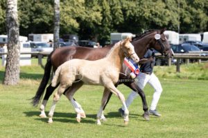 PSB Fohlenchampionat Sieger 26