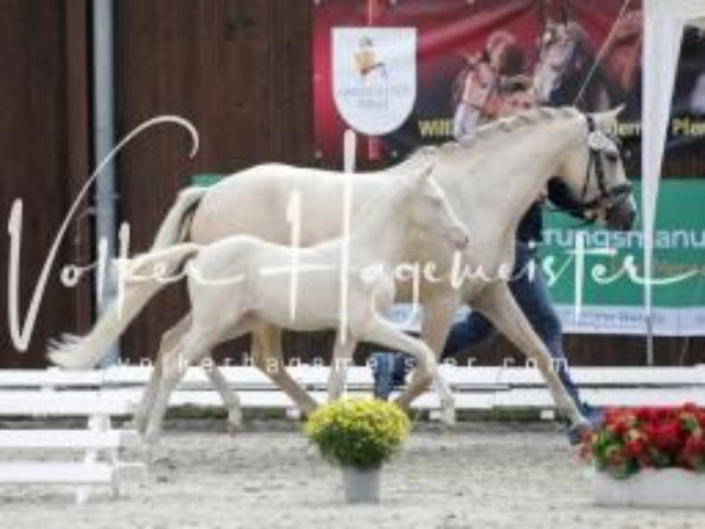 Deutsches Reitpony Fohlenchampionat 5