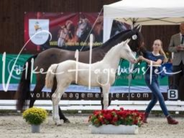 Deutsches Reitpony Fohlenchampionat 6