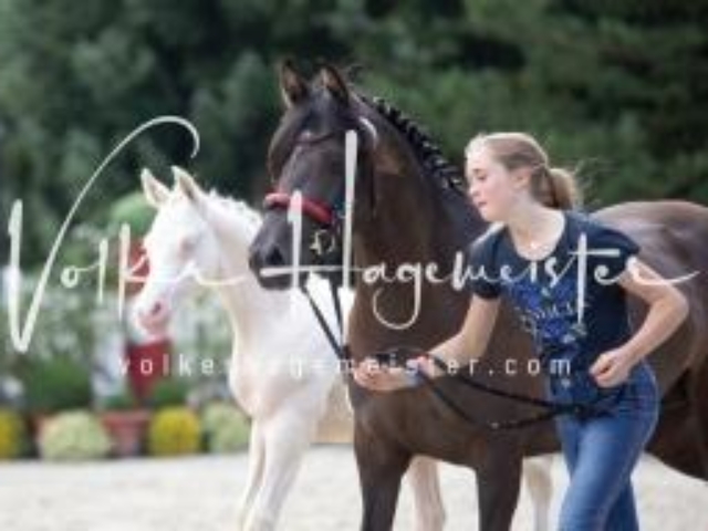 Deutsches Reitpony Fohlenchampionat 7
