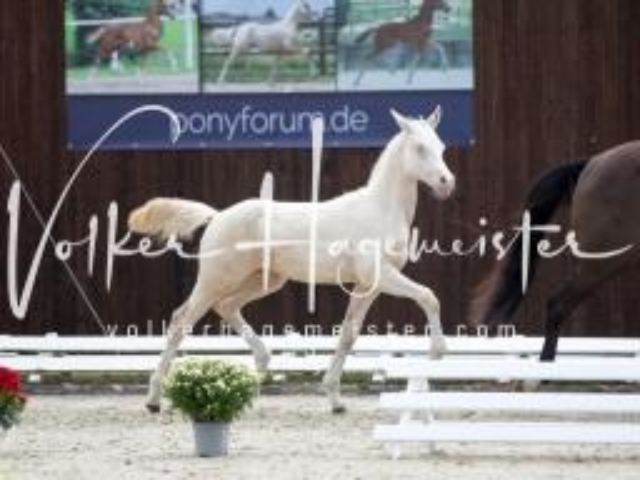 Deutsches Reitpony Fohlenchampionat 8