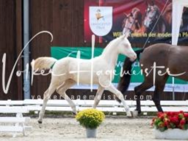 Deutsches Reitpony Fohlenchampionat 9