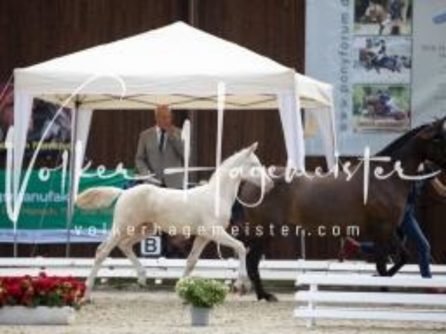 Deutsches Reitpony Fohlenchampionat 10