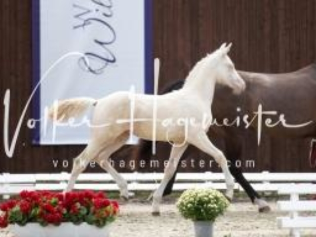 Deutsches Reitpony Fohlenchampionat 11