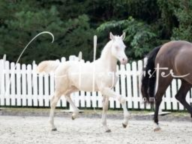 Deutsches Reitpony Fohlenchampionat 13