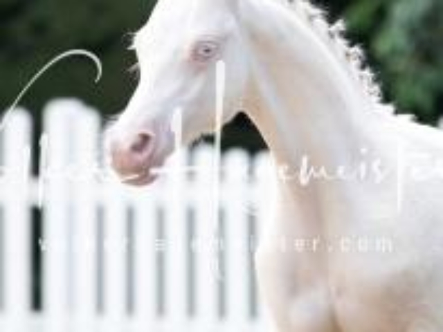 Deutsches Reitpony Fohlenchampionat 14