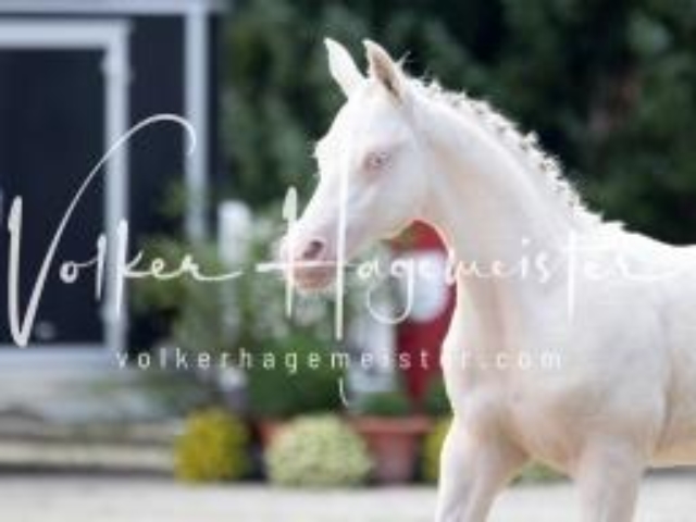 Deutsches Reitpony Fohlenchampionat 15