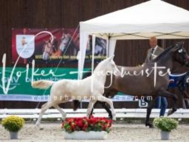 Deutsches Reitpony Fohlenchampionat 16
