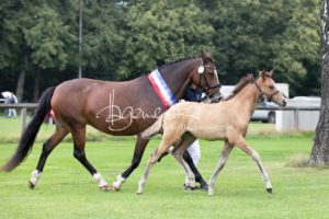 PSB Fohlenchampionat Sieger 27