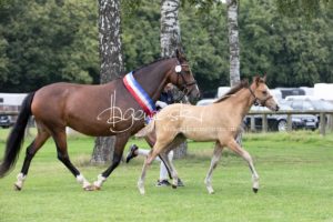 PSB Fohlenchampionat Sieger 28