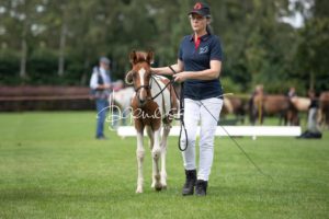 PSB Fohlenchampionat Sieger 29