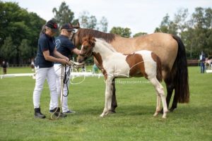 PSB Fohlenchampionat Sieger 30
