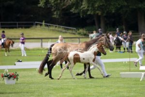 PSB Fohlenchampionat Sieger 1
