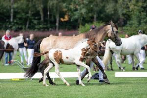 PSB Fohlenchampionat Sieger 2