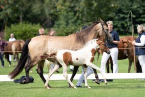 PSB Fohlenchampionat Sieger 4