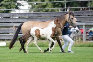 PSB Fohlenchampionat Sieger 6