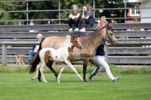 PSB Fohlenchampionat Sieger 7