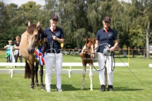 PSB Fohlenchampionat Sieger 9