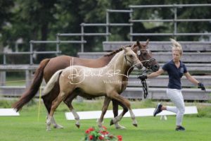 PSB Fohlenchampionat Sieger 12