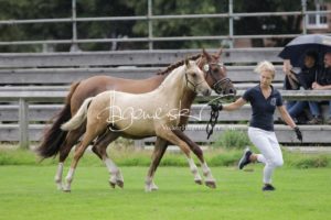 PSB Fohlenchampionat Sieger 13