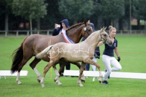 PSB Fohlenchampionat Sieger 16