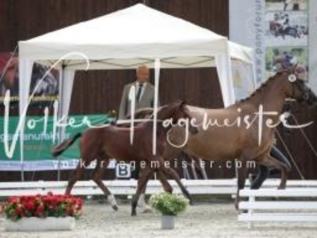 Deutsches Reitpony Fohlenchampionat 17