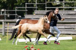 PSB Fohlenchampionat Sieger 17