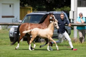 PSB Fohlenchampionat Sieger 18