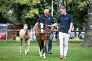 PSB Fohlenchampionat Sieger 19