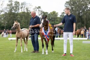 PSB Fohlenchampionat Sieger 20