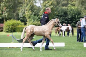 PSB Fohlenchampionat Sieger 21