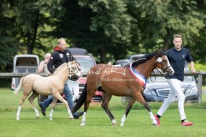 PSB Fohlenchampionat Sieger 22