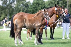 PSB Fohlenchampionat Sieger 23