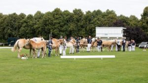 PSB Fohlenchampionat Sieger 28