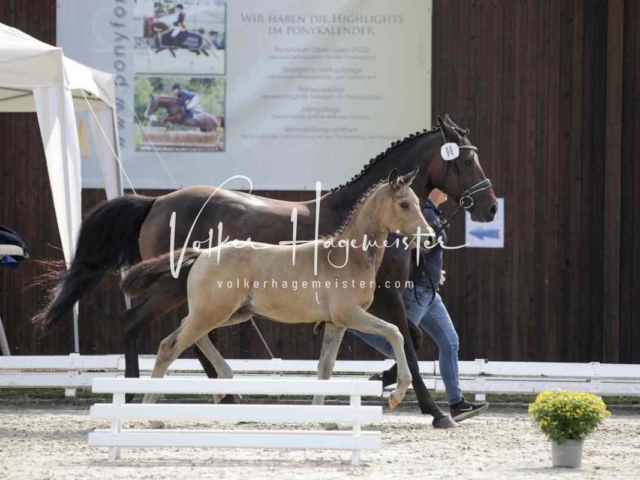 Deutsches Reitpony Fohlenchampionat 18