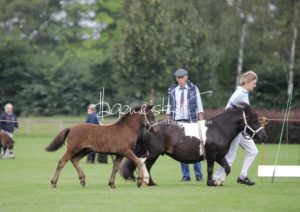 PSB Fohlenchampionat Sieger 29