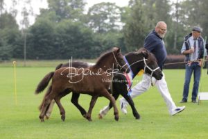 PSB Fohlenchampionat Sieger 2