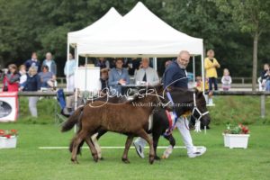 PSB Fohlenchampionat Sieger 3