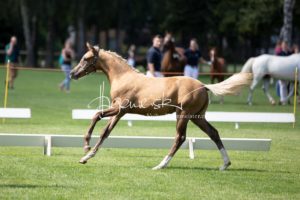 PSB Fohlenchampionat Sieger 5