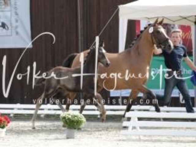 Deutsches Reitpony Fohlenchampionat 19