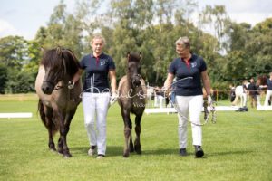 PSB Fohlenchampionat Sieger 7