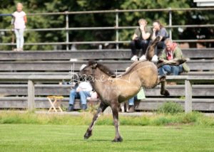 PSB Fohlenchampionat Sieger 8